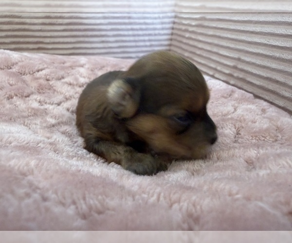 Medium Photo #23 Yorkipoo Puppy For Sale in ARLINGTON, TX, USA