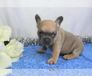 French Bulldog Puppy for sale in FREDERICKSBG, OH, USA