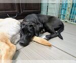 Small #2 Labrador Retriever Mix