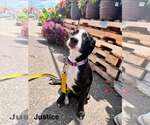Small #2 Labrador Retriever Mix