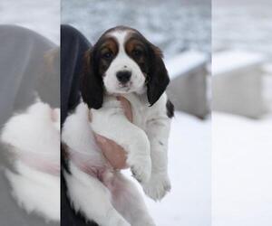 Medium English Springer Spaniel