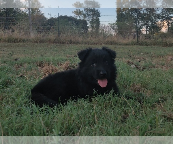 Medium Photo #7 German Shepherd Dog Puppy For Sale in COUCH, MO, USA