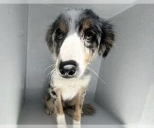 Australian Shepherd Dogs for adoption in Houston, TX, USA