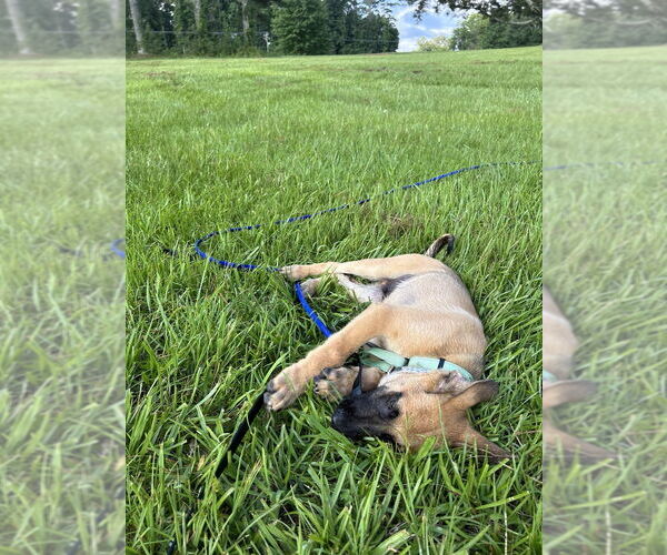 Medium Photo #2 German Shepherd Dog-Unknown Mix Puppy For Sale in Imlay City, MI, USA