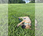 Small #1 German Shepherd Dog Mix