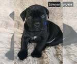 Small #1 Cane Corso