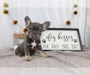 French Bulldog Puppy for sale in WOOSTER, OH, USA