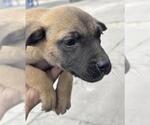 Small Black Mouth Cur Mix