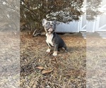 Small #4 French Bulldog