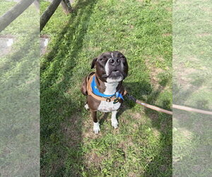 Spade - Male Bullboxer Pit Dog for Adoption - Photo #2