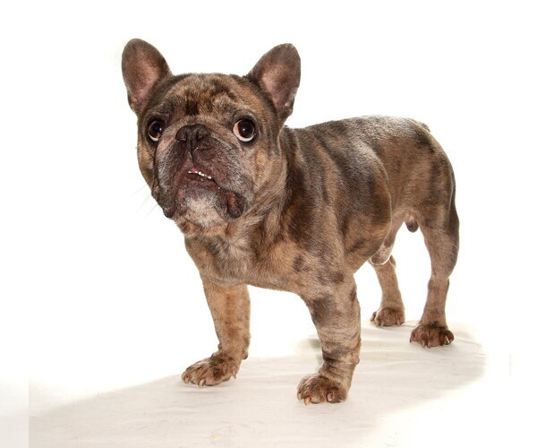 Medium Photo #3 French Bulldog-Unknown Mix Puppy For Sale in Oakland Park, FL, USA