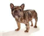 Small #2 French Bulldog Mix