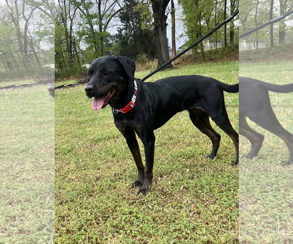 Medium Photo #4 Labrador Retriever-Unknown Mix Puppy For Sale in Munford, TN, USA