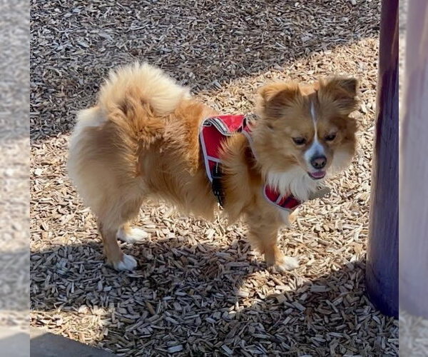 Medium Photo #2 Pomeranian-Unknown Mix Puppy For Sale in Mesa, AZ, USA
