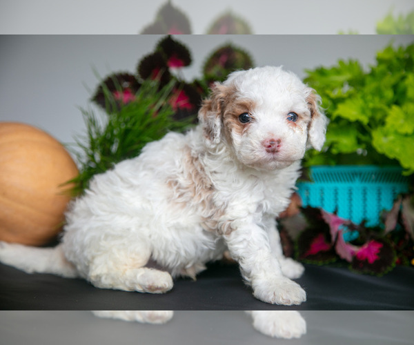 Medium Photo #6 Cavapoo Puppy For Sale in SHILOH, OH, USA