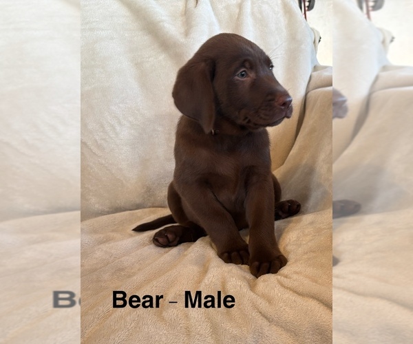 Medium Photo #8 Labrador Retriever Puppy For Sale in OVID, MI, USA