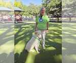 Small #7 Great Pyrenees Mix