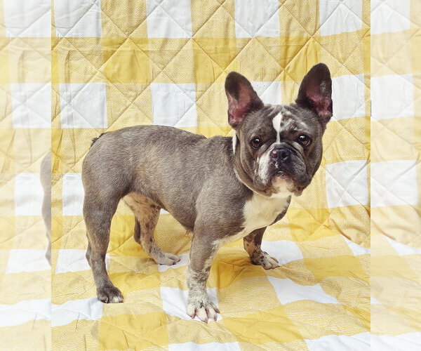 Medium Photo #2 French Bulldog Puppy For Sale in Spring Lake, NJ, USA