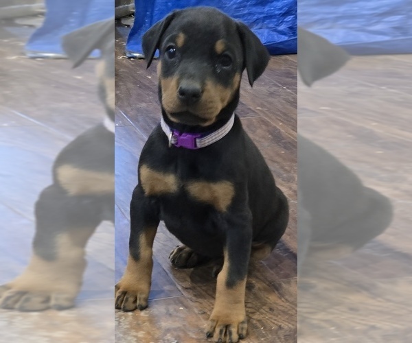 Medium Photo #23 Doberman Pinscher Puppy For Sale in BEGGS, OK, USA