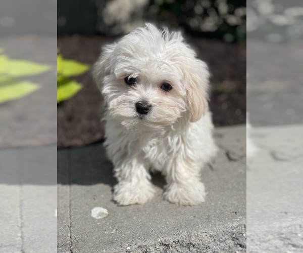 Medium Photo #1 Havanese Puppy For Sale in CANOGA, NY, USA