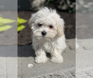 Havanese Puppy for sale in CANOGA, NY, USA