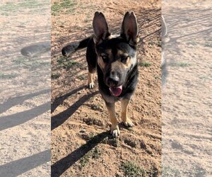 Sarge - - Male Australian Kelpie-German Shepherd Dog Mix Dog for Adoption - Photo #3