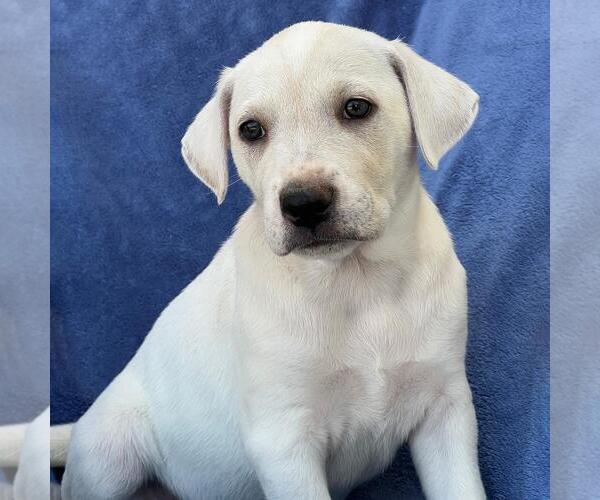 Medium Photo #2 Labrador Retriever-Unknown Mix Puppy For Sale in San Diego, CA, USA