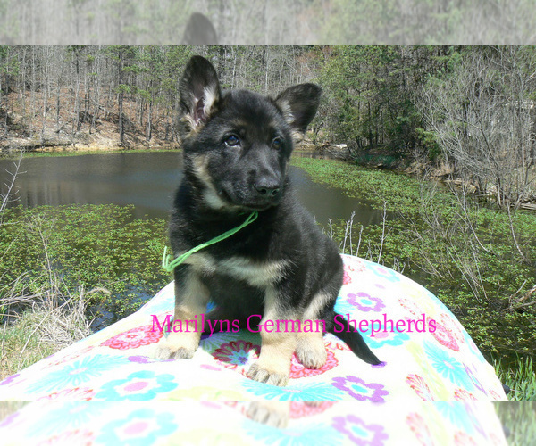 Medium Photo #4 German Shepherd Dog Puppy For Sale in PIEDMONT, MO, USA