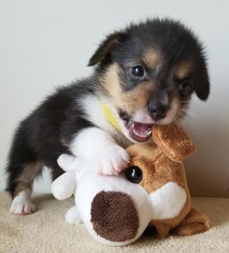 Medium Photo #1 Pembroke Welsh Corgi Puppy For Sale in WINCHESTER, KY, USA