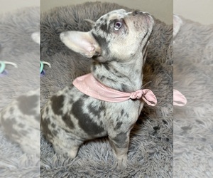 French Bulldog Litter for sale in GILBERT, AZ, USA