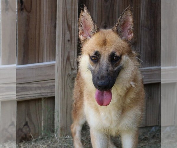 Medium Photo #2 German Shepherd Dog Puppy For Sale in Jackson, MS, USA