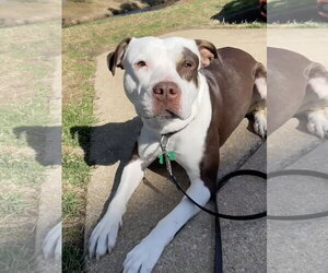 Quinn - Female American Pit Bull Terrier-Unknown Mix Dog for Adoption - Photo #13