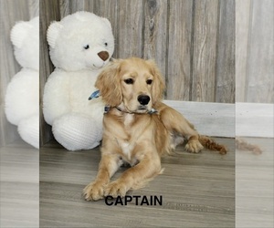 Father of the Golden Cavalier puppies born on 01/07/2026