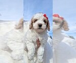 Small #16 Goldendoodle (Miniature)