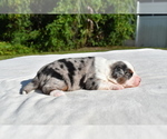 Small #2 Miniature Australian Shepherd