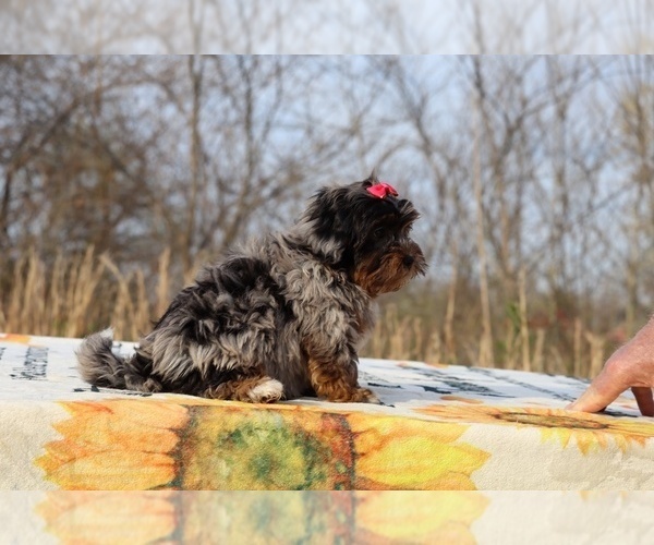 Medium Photo #13 ShihPoo Puppy For Sale in DYERSBURG, TN, USA