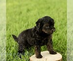 Small #3 Poovanese