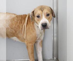 American Staffordshire Terrier-Unknown Mix Dogs for adoption in San Antonio, TX, USA