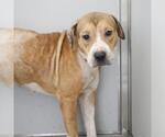 Small American Staffordshire Terrier Mix