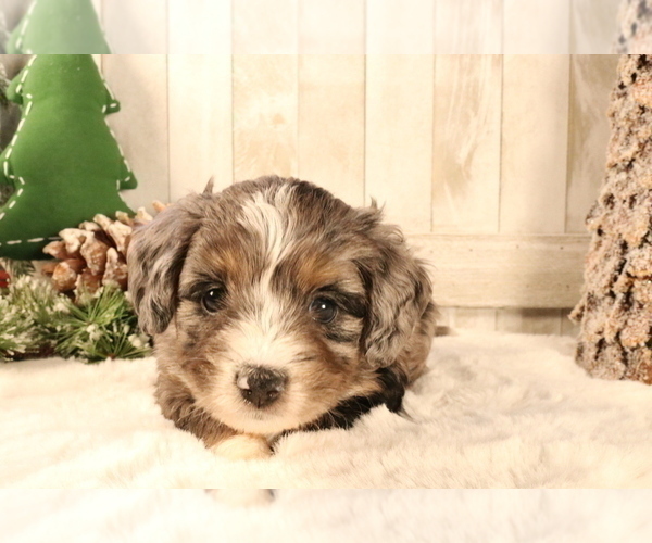Medium Photo #476 Aussiedoodle Miniature  Puppy For Sale in STAFFORD, VA, USA