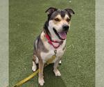 Small #1 German Shepherd Dog Mix