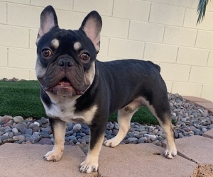 French Bulldog Puppy for Sale in HENDERSON, Nevada USA