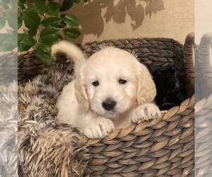 Goldendoodle-Poodle (Miniature) Mix Puppy for sale in NEWMANSTOWN, PA, USA