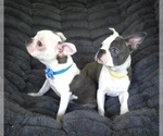 Small #6 Boston Terrier