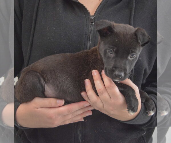 Medium Photo #2 Mutt Puppy For Sale in Huntley, IL, USA