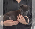 Small #1 Mutt