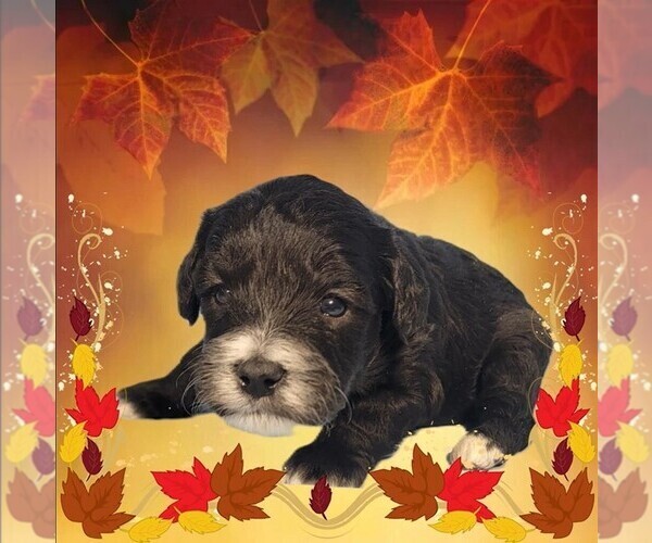 Medium Photo #1 Bernedoodle (Miniature) Puppy For Sale in PEYTON, CO, USA