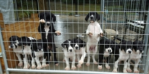Great Dane Puppy for sale in ocala, FL, USA