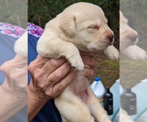 Labrador Retriever Puppy for sale in SAINT AUGUSTINE, FL, USA