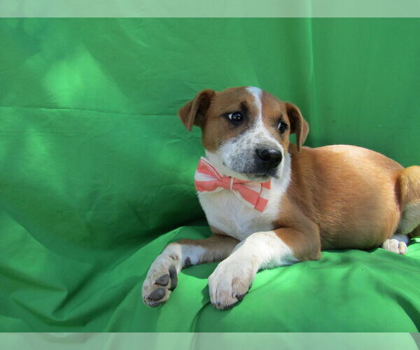 Medium Photo #1 Labrador Retriever-Unknown Mix Puppy For Sale in San Diego, CA, USA